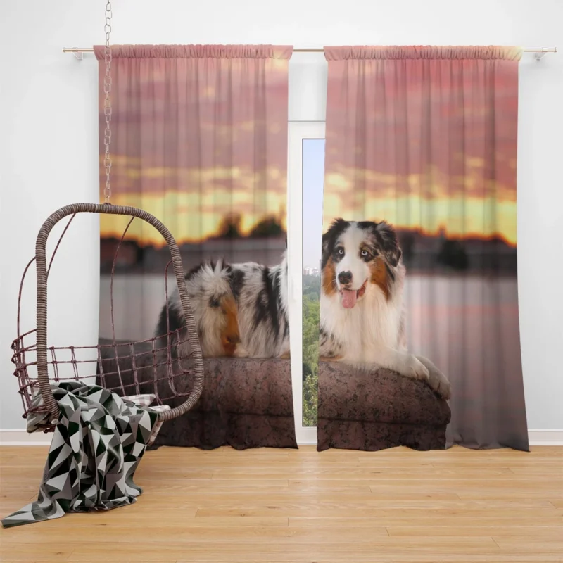 Active Depth of Field Beauty: Australian Shepherd Window Curtain