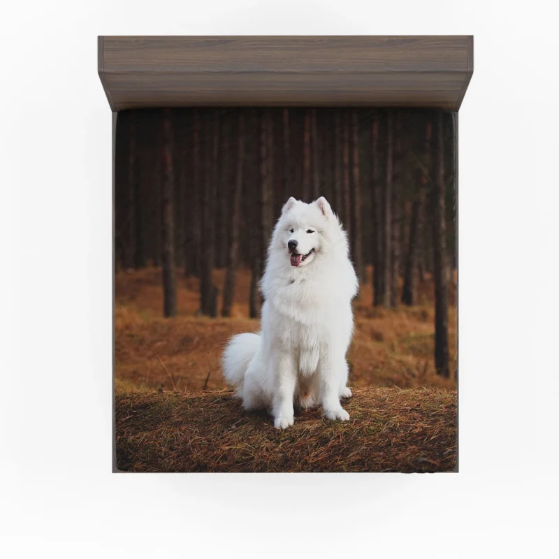 Active Depth of Field Beauty: Samoyed Quartet Fitted Sheet