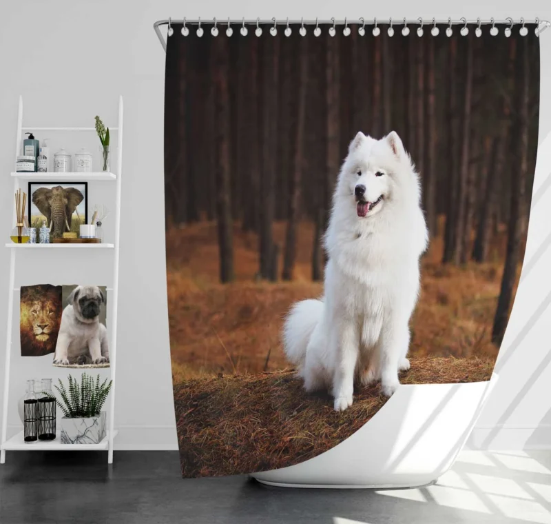 Active Depth of Field Beauty: Samoyed Quartet Shower Curtain