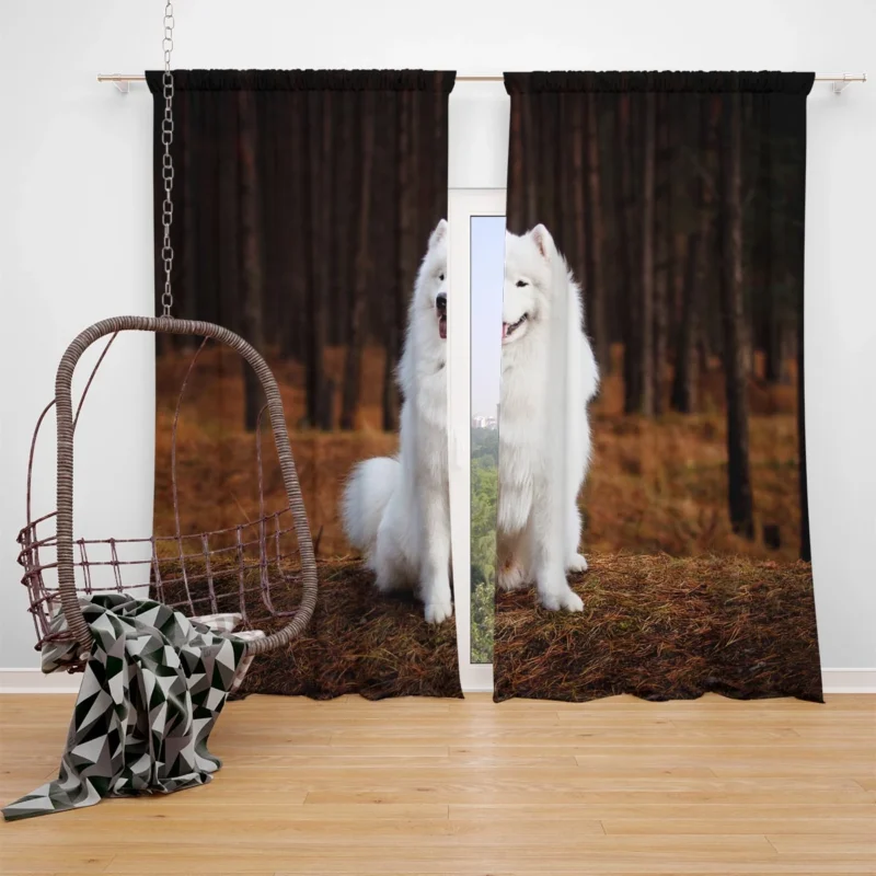 Active Depth of Field Beauty: Samoyed Quartet Window Curtain