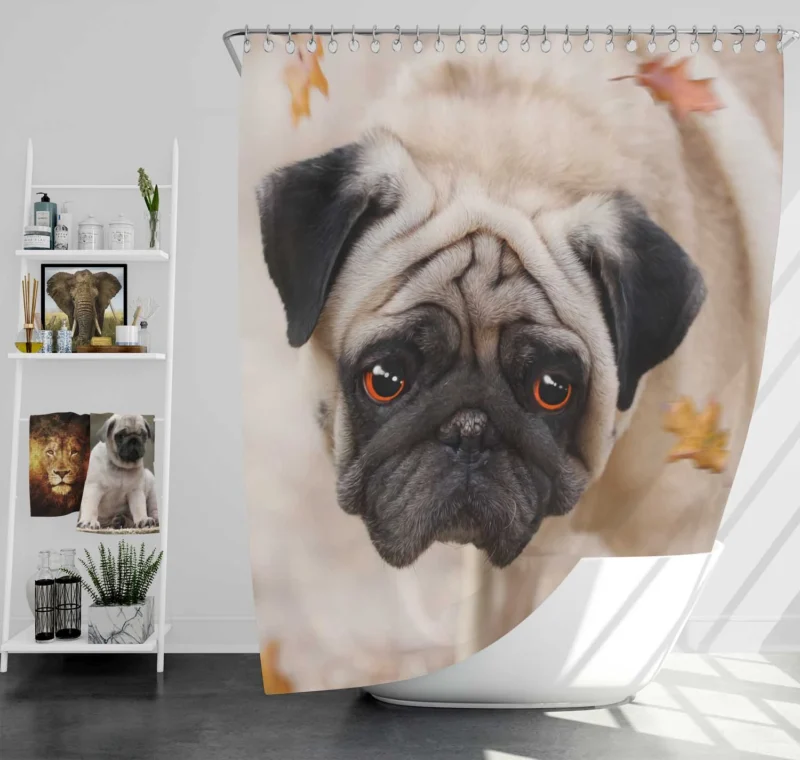 Active Fourfold Pug Majesty: Pug Quartet Shower Curtain