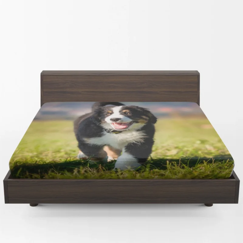 Active Pups in Bernese Beauty: Bernese Mountain Dog Fitted Sheet 1