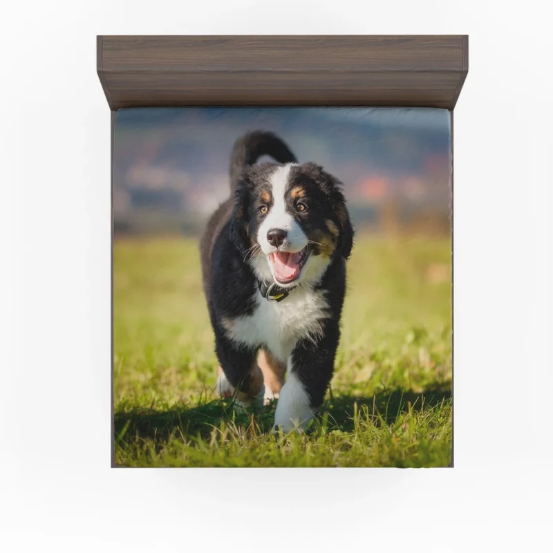 Active Pups in Bernese Beauty: Bernese Mountain Dog Fitted Sheet