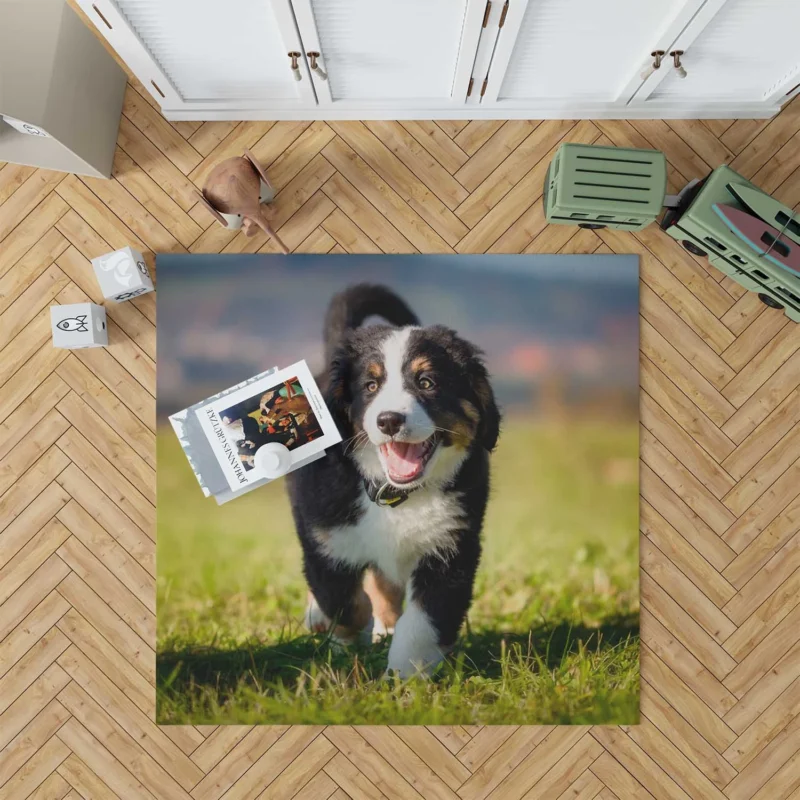 Active Pups in Bernese Beauty: Bernese Mountain Dog Floor Rug