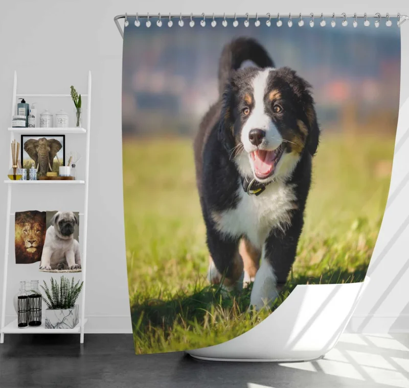 Active Pups in Bernese Beauty: Bernese Mountain Dog Shower Curtain