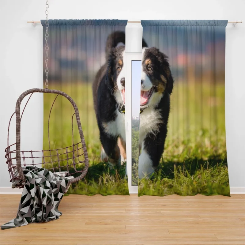 Active Pups in Bernese Beauty: Bernese Mountain Dog Window Curtain