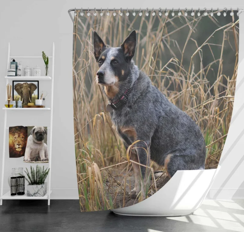 Active and Agile Pups: Australian Cattle Dog Shower Curtain