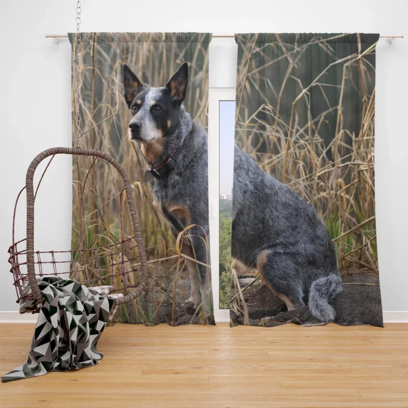 Active and Agile Pups: Australian Cattle Dog Window Curtain