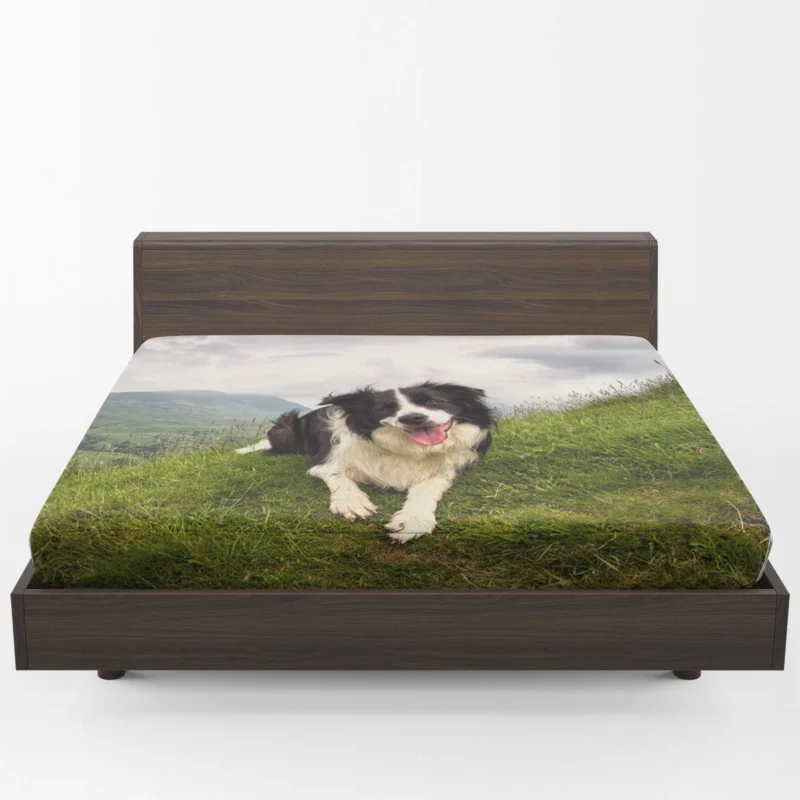 Active and Energetic Border Collie: Border Collie Fitted Sheet 1