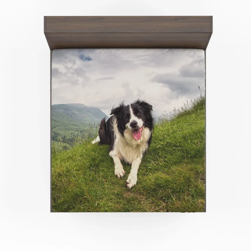 Active and Energetic Border Collie: Border Collie Fitted Sheet