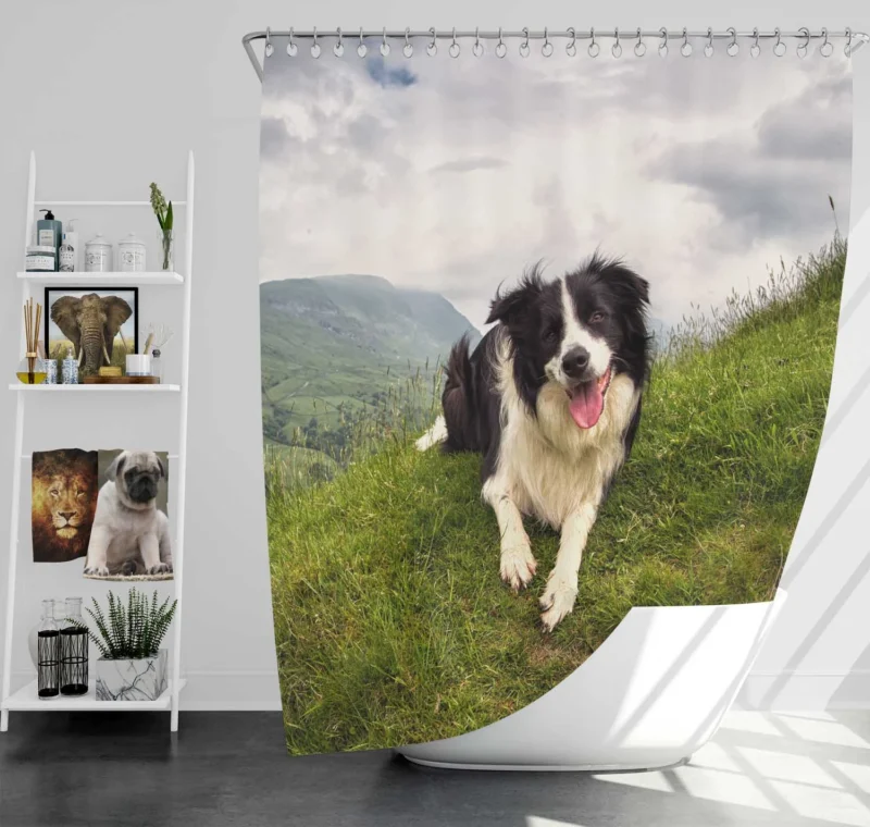 Active and Energetic Border Collie: Border Collie Shower Curtain