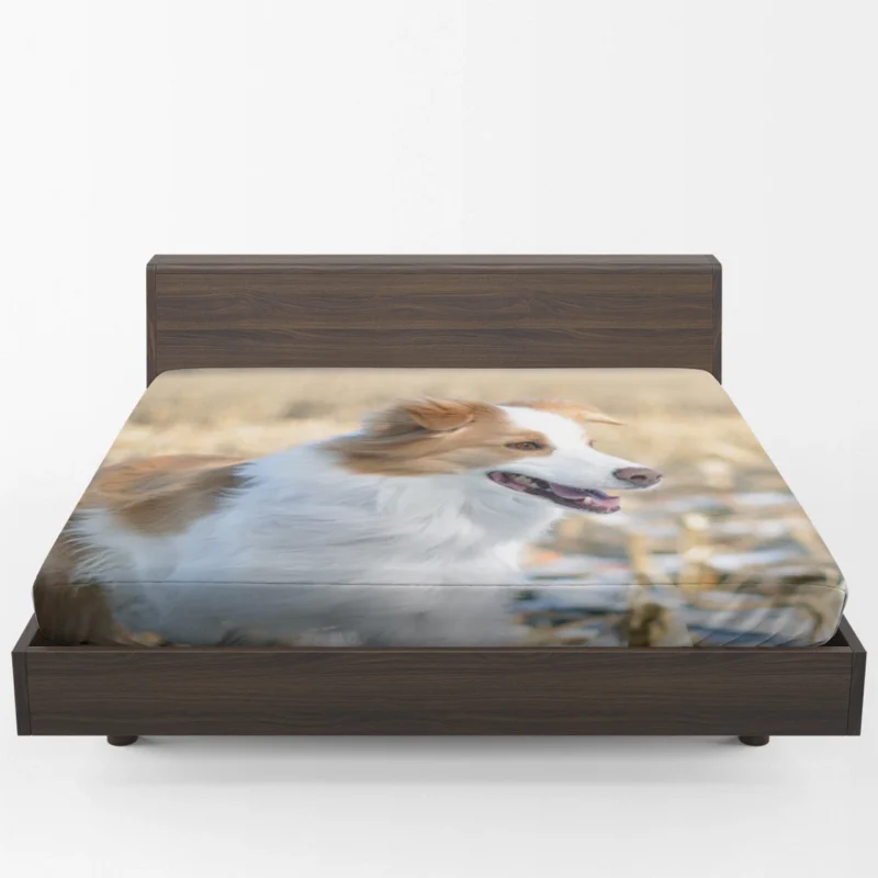 Active and Energetic Playful Border Collie: Border Collie Fitted Sheet 1