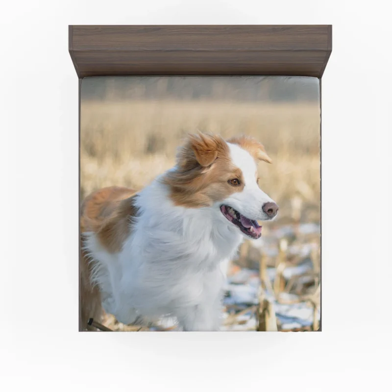 Active and Energetic Playful Border Collie: Border Collie Fitted Sheet