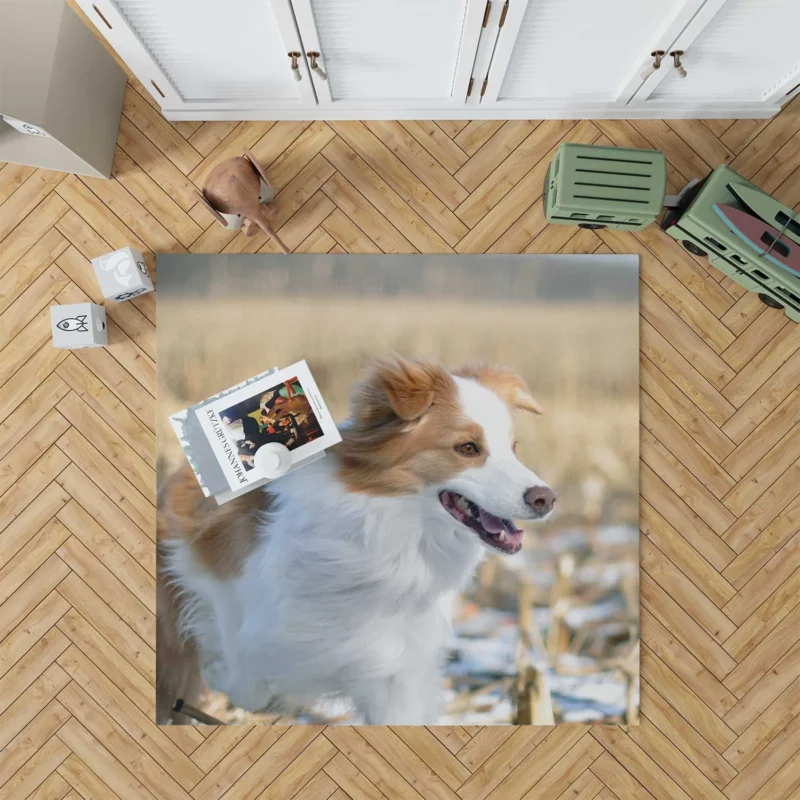 Active and Energetic Playful Border Collie: Border Collie Floor Rug