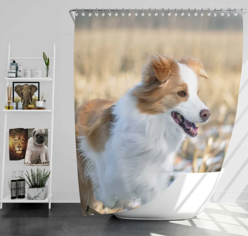 Active and Energetic Playful Border Collie: Border Collie Shower Curtain