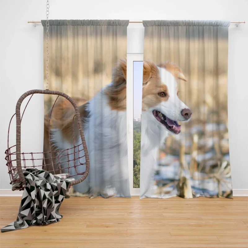 Active and Energetic Playful Border Collie: Border Collie Window Curtain