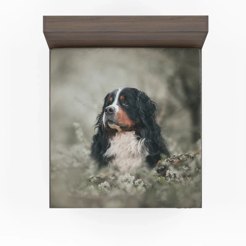 Admiring Blossoms: Bernese Mountain Dog Fitted Sheet