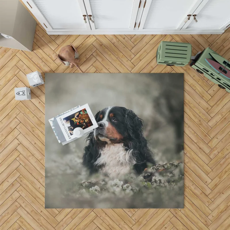 Admiring Blossoms: Bernese Mountain Dog Floor Rug