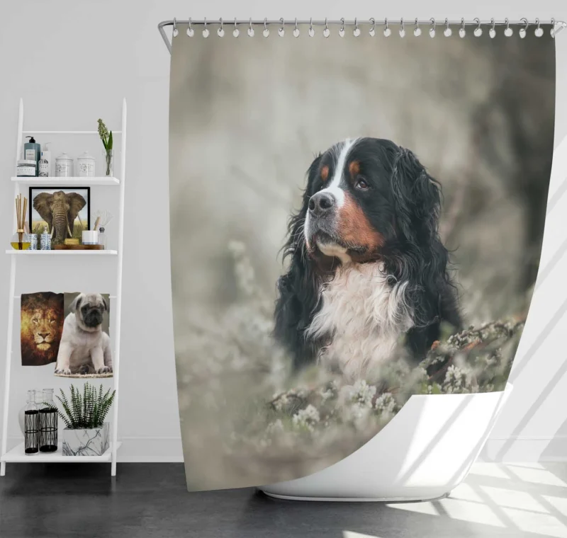 Admiring Blossoms: Bernese Mountain Dog Shower Curtain