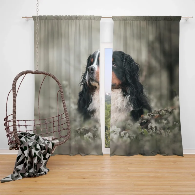 Admiring Blossoms: Bernese Mountain Dog Window Curtain