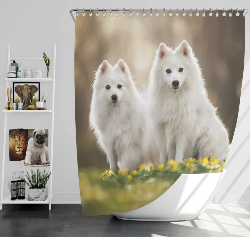 Admiring a Delicate Flower: Spitz Quartet Shower Curtain