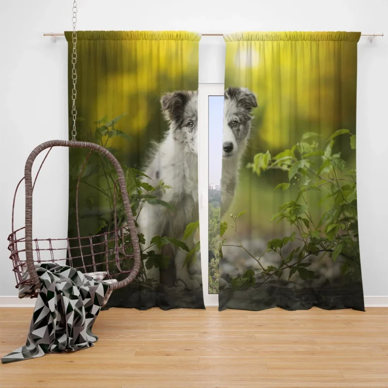 Adorable Ba and Puppy Charm: Australian Shepherd Puppy Window Curtain