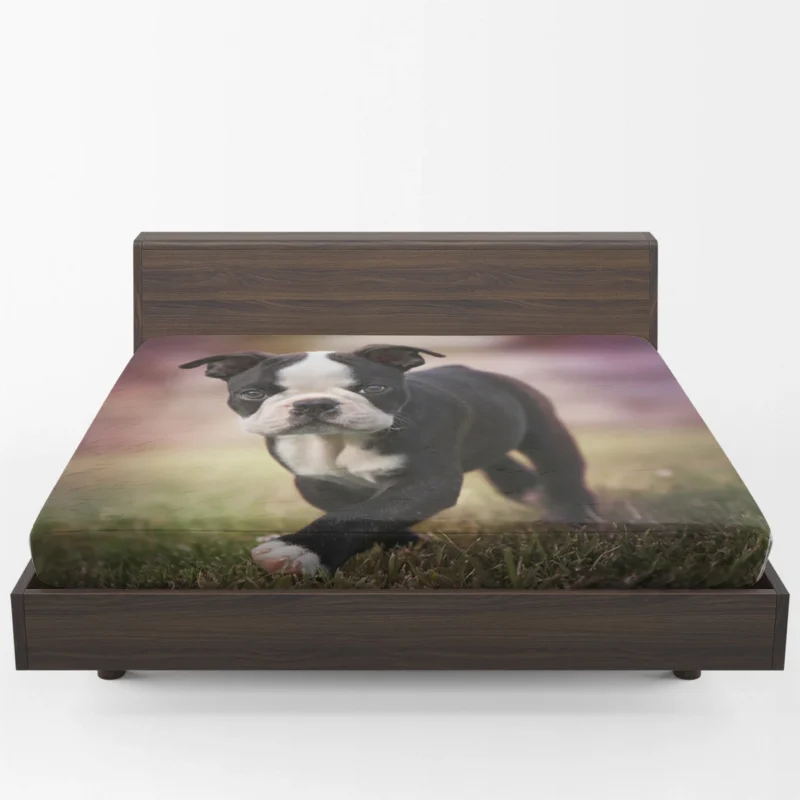 Adorable Boston Terrier Pups with Ba: Boston Terrier Fitted Sheet 1