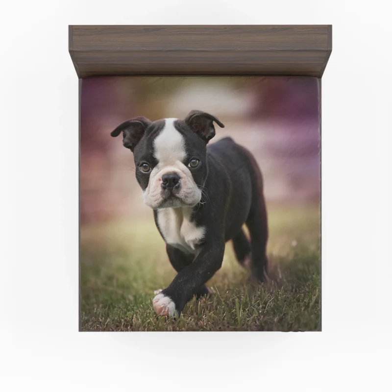 Adorable Boston Terrier Pups with Ba: Boston Terrier Fitted Sheet