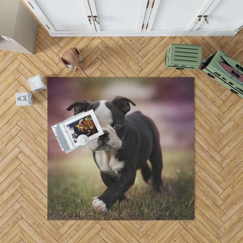 Adorable Boston Terrier Pups with Ba: Boston Terrier Floor Rug