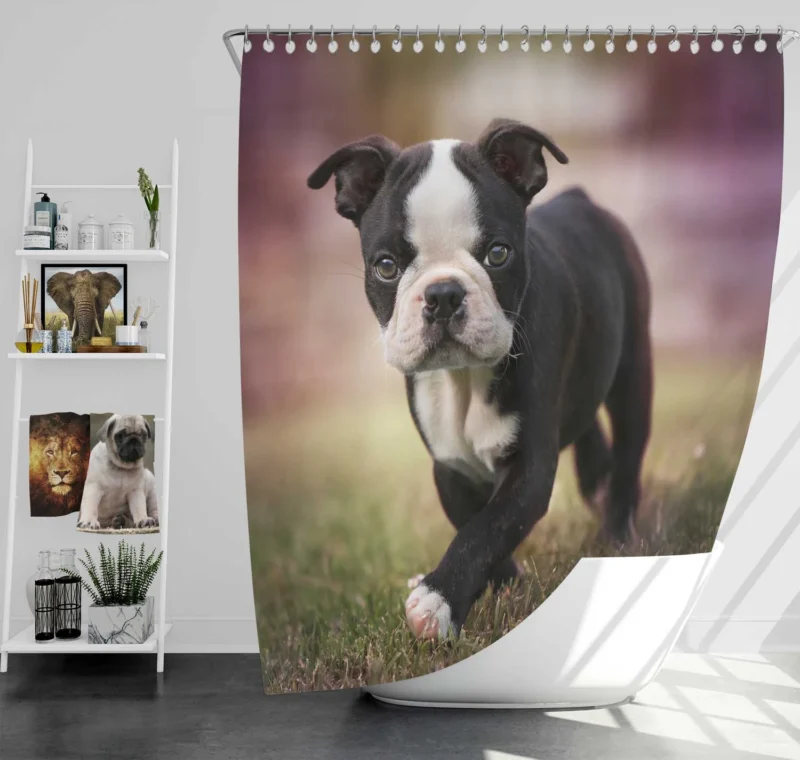 Adorable Boston Terrier Pups with Ba: Boston Terrier Shower Curtain