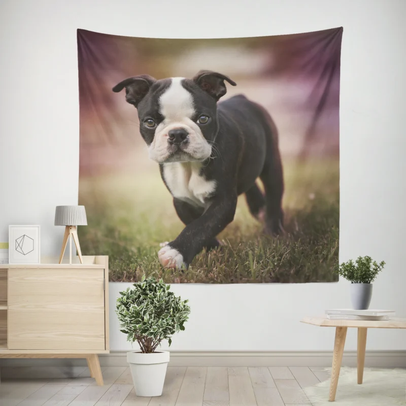 Adorable Boston Terrier Pups with Ba  Boston Terrier Wall Tapestry