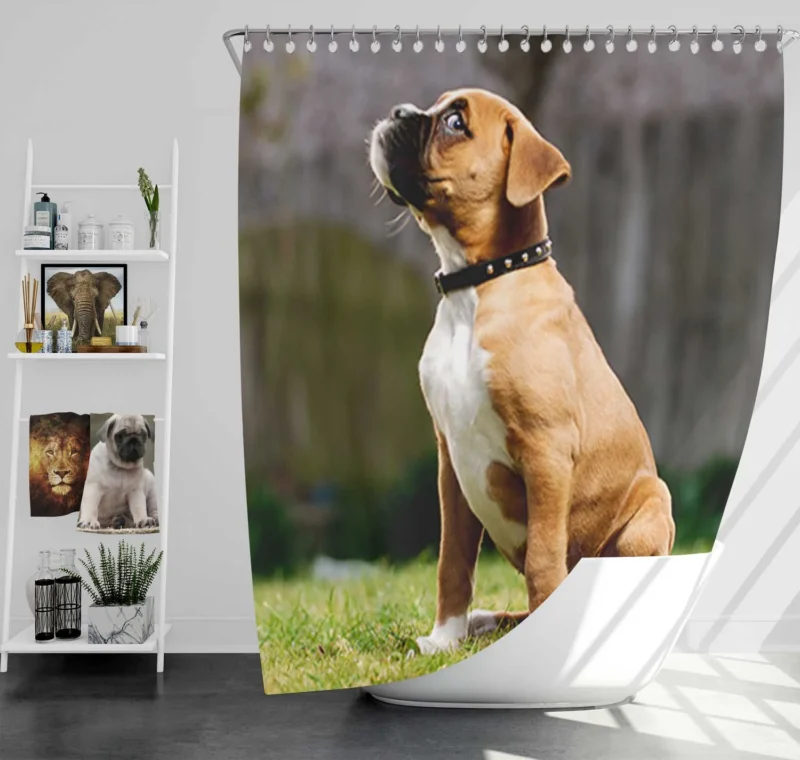 Adorable Boxer Puppy: Boxer Shower Curtain