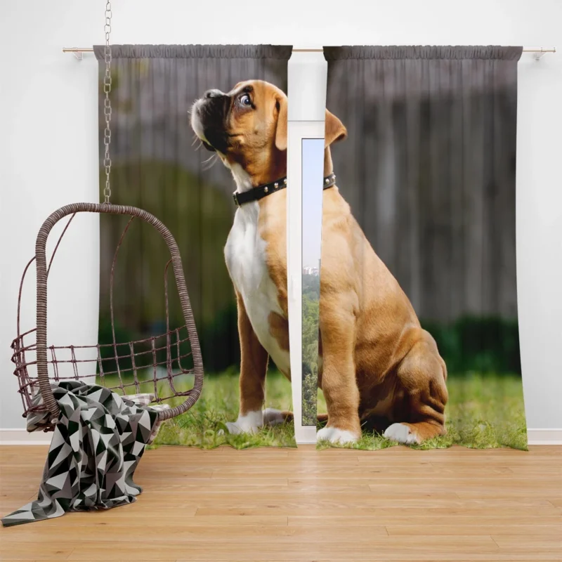 Adorable Boxer Puppy: Boxer Window Curtain