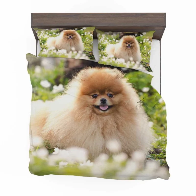 Adorable Charm: Pomeranian Quartet Bedding Set 1