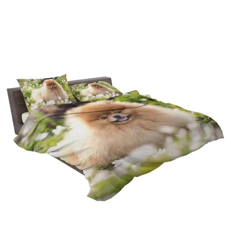 Adorable Charm: Pomeranian Quartet Bedding Set 2