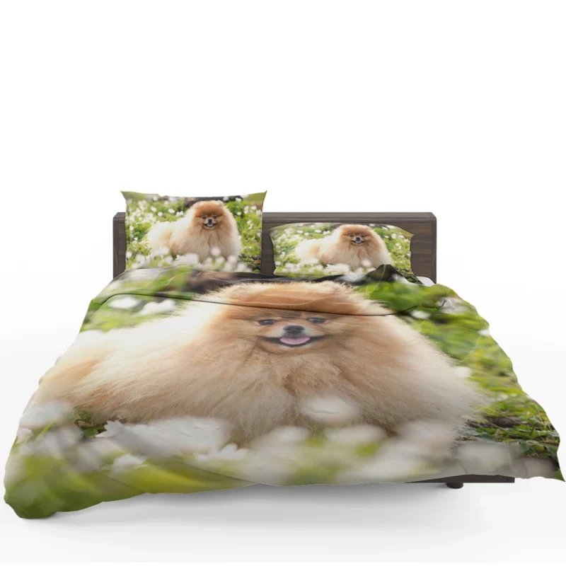 Adorable Charm: Pomeranian Quartet Bedding Set