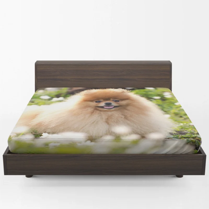 Adorable Charm: Pomeranian Quartet Fitted Sheet 1