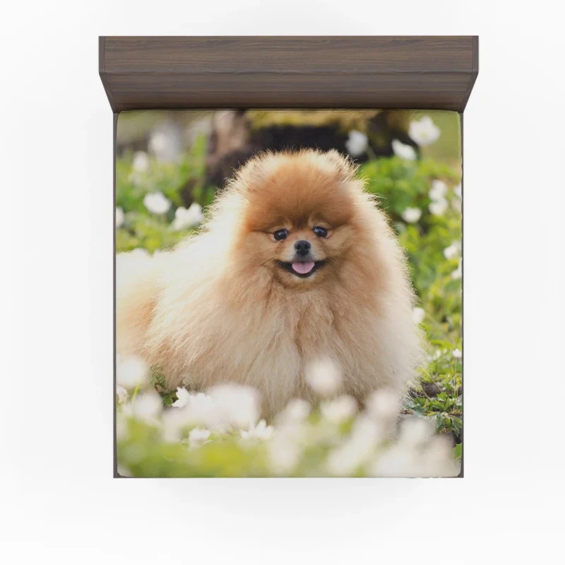 Adorable Charm: Pomeranian Quartet Fitted Sheet