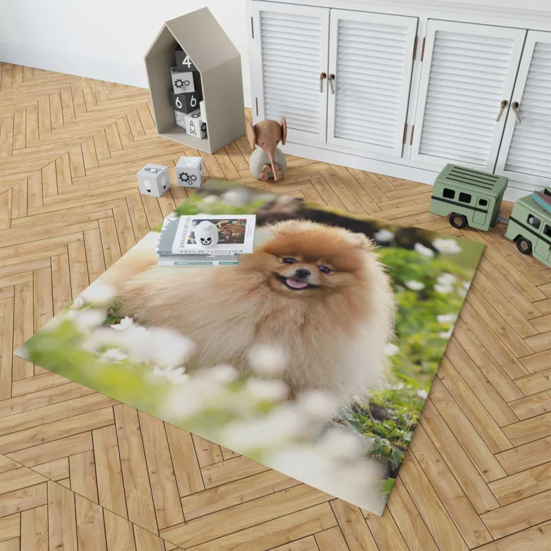 Adorable Charm: Pomeranian Quartet Floor Rug 1