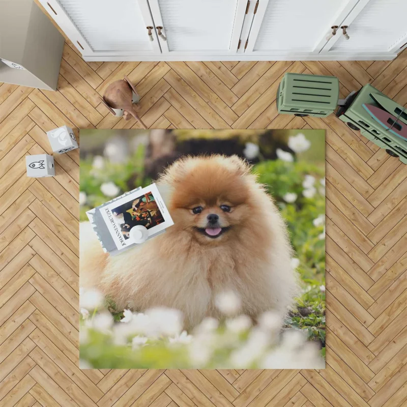 Adorable Charm: Pomeranian Quartet Floor Rug