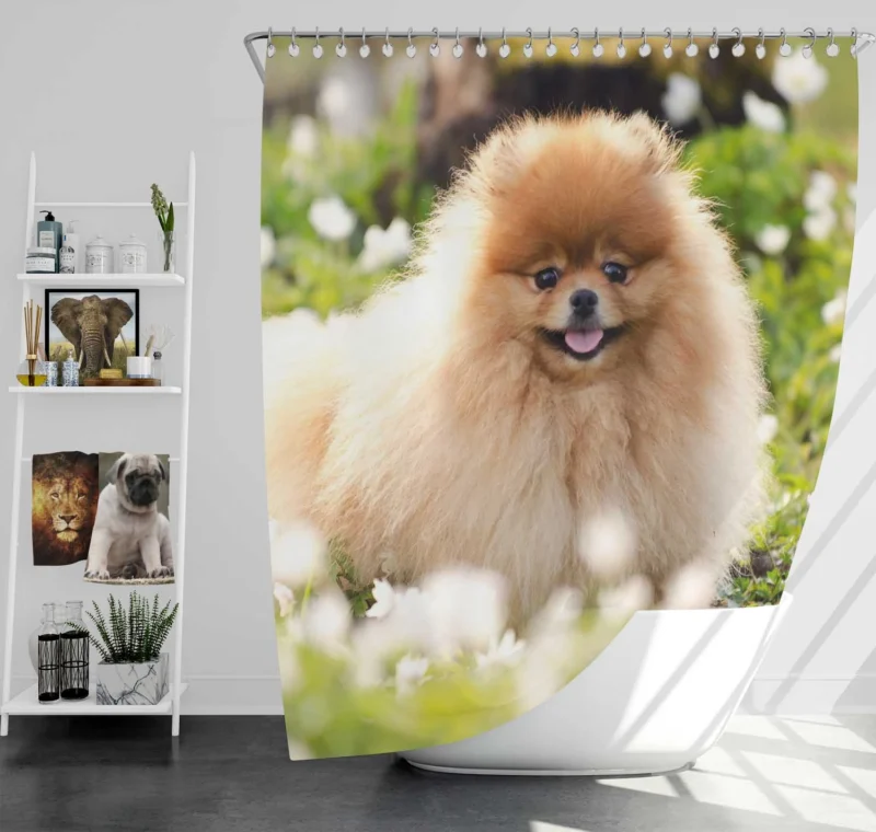 Adorable Charm: Pomeranian Quartet Shower Curtain