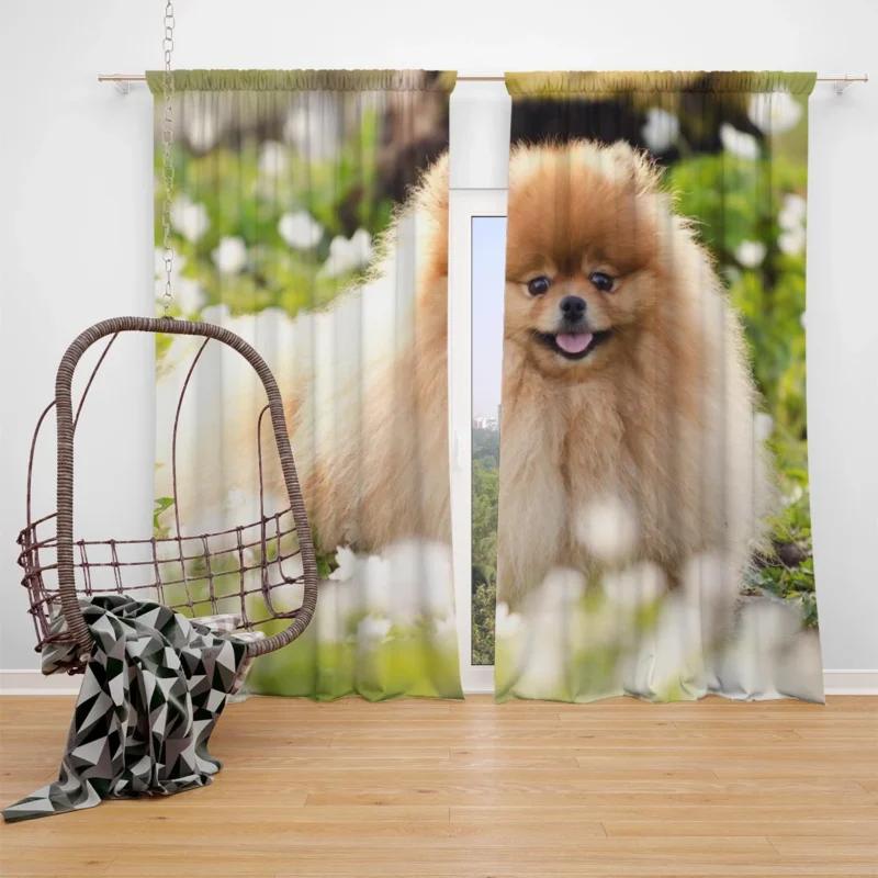 Adorable Charm: Pomeranian Quartet Window Curtain