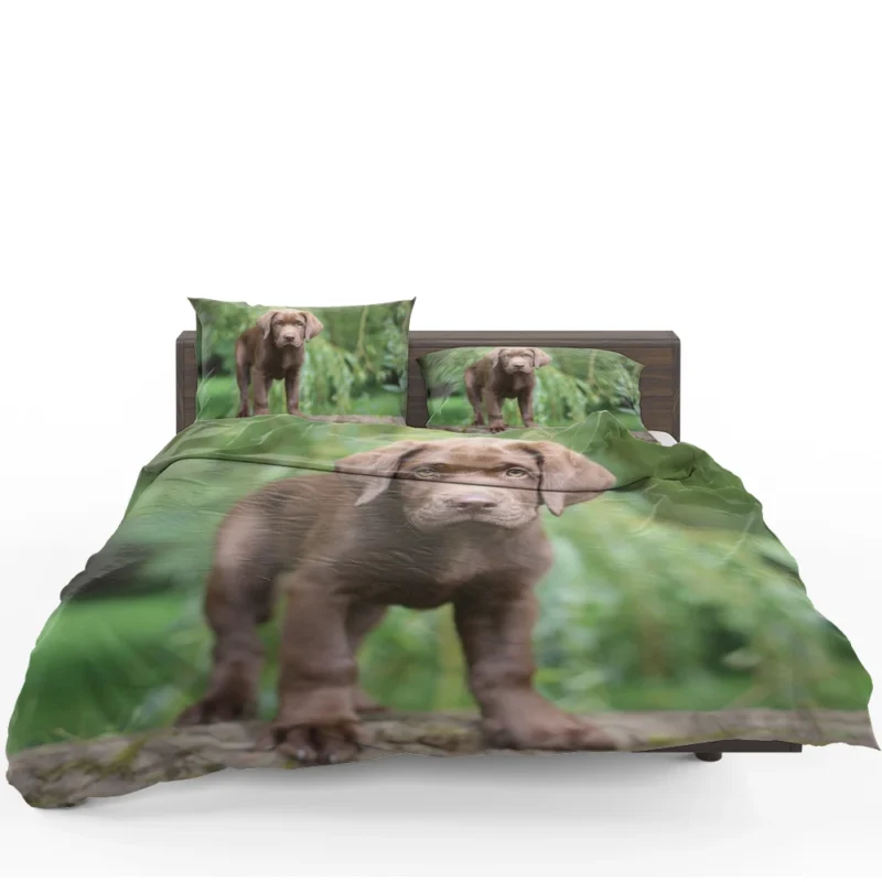 Adorable Companions: Chocolate Lab Puppy Quartet Bedding Set