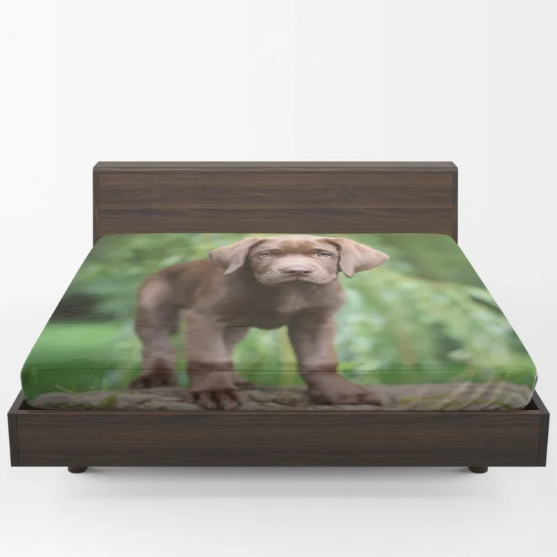 Adorable Companions: Chocolate Lab Puppy Quartet Fitted Sheet 1