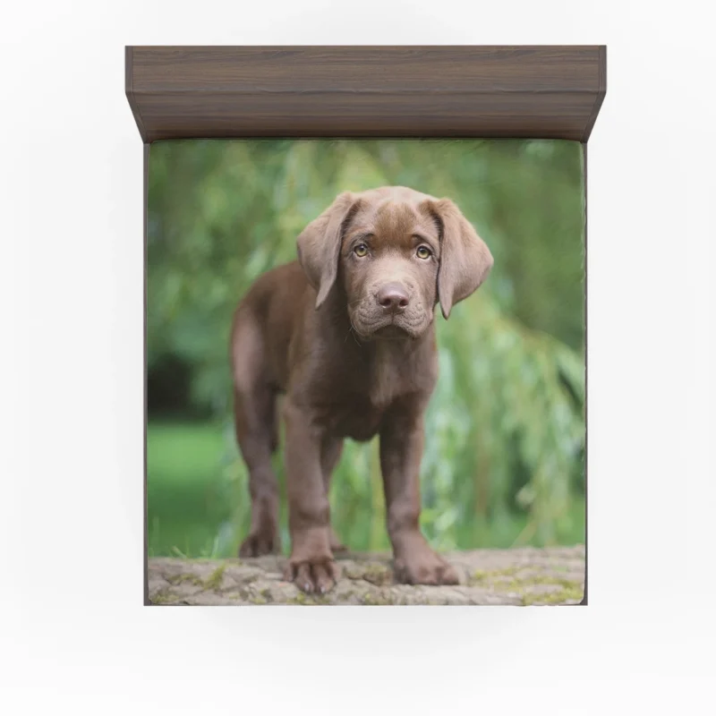 Adorable Companions: Chocolate Lab Puppy Quartet Fitted Sheet