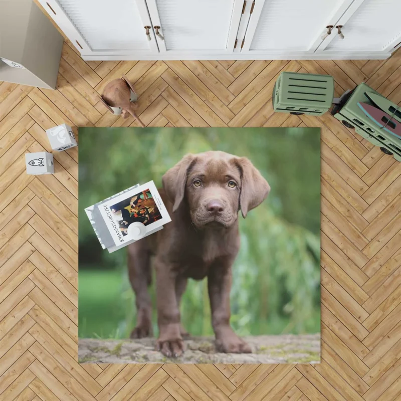 Adorable Companions: Chocolate Lab Puppy Quartet Floor Rug