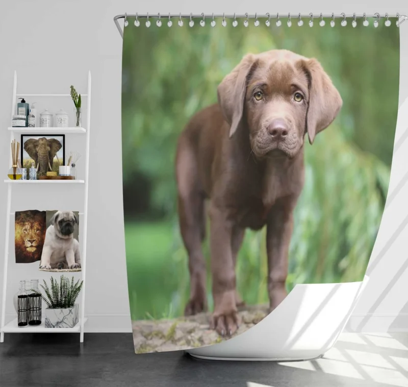 Adorable Companions: Chocolate Lab Puppy Quartet Shower Curtain