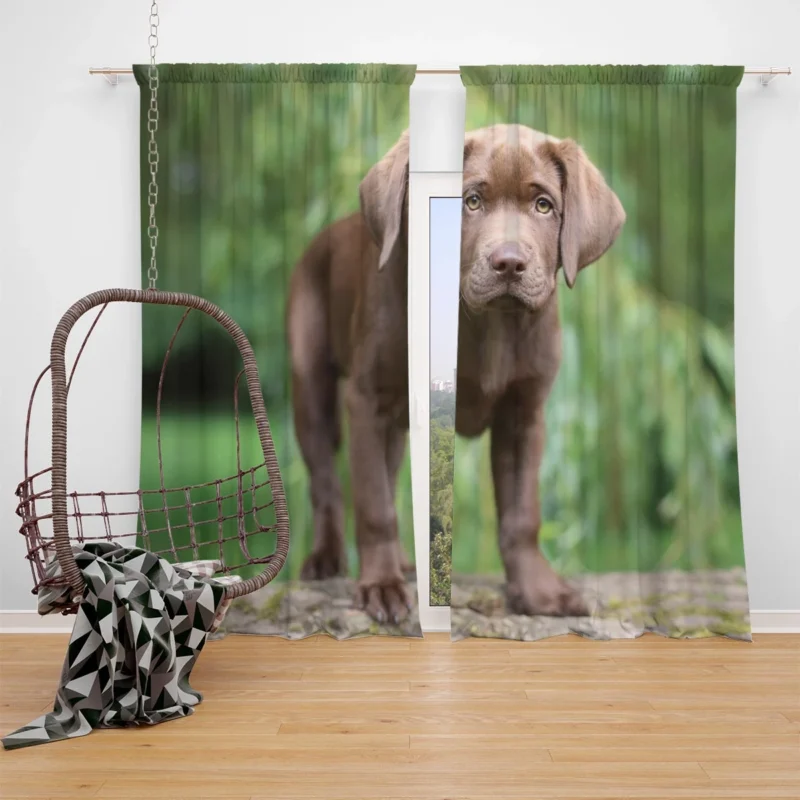 Adorable Companions: Chocolate Lab Puppy Quartet Window Curtain