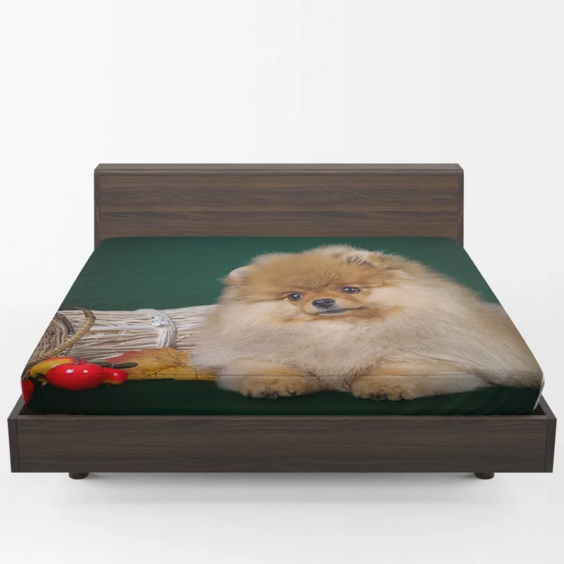 Adorable Cuteness: Pomeranian Puppy Quartet Fitted Sheet 1