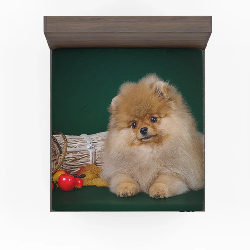 Adorable Cuteness: Pomeranian Puppy Quartet Fitted Sheet